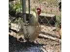 Adopt Romeo a Chicken