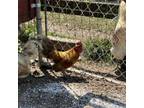 Adopt Rico a Chicken