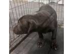 Adopt Larry a Mixed Breed