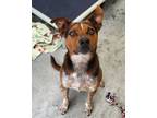 Adopt Snickers / AC 24095 / Loki a Australian Cattle Dog / Blue Heeler