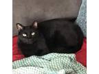 Adopt Quince 19 a Domestic Short Hair