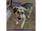 Adopt Vinny a Beagle