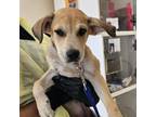 Adopt Declan / 0407_9 a Shepherd, Pit Bull Terrier