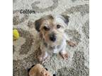 Adopt Colton a Yorkshire Terrier