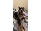 Adopt Kurt SC a Catahoula Leopard Dog