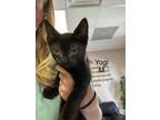 Adopt Yogi MM a Domestic Short Hair