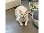 Adopt Nicholas a Siamese, Domestic Short Hair
