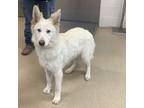 Adopt Chai a White German Shepherd, Mixed Breed