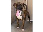 Adopt Buckcherry/ Buck a Bullmastiff