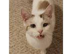 Adopt Blizzard a Siamese