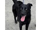 Adopt Dodge a German Shepherd Dog