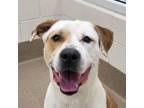 Adopt Scamp a Pit Bull Terrier