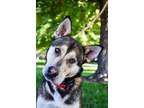 Adopt Chewy a Shepherd, Mixed Breed