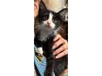 Adopt Oreo a American Shorthair