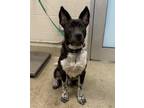 Adopt MONDO a Australian Kelpie, Mixed Breed