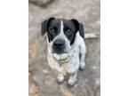 Adopt Kit Carson a Pointer, Australian Cattle Dog / Blue Heeler
