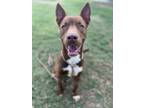 Adopt Bro Bro a Shepherd, American Staffordshire Terrier