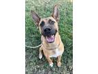 Adopt Nate Dogg a Belgian Shepherd / Malinois