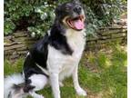 Adopt Mokie a Australian Shepherd, Great Pyrenees