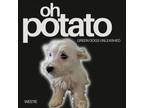Adopt Oh Potato a West Highland White Terrier / Westie