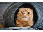 Adopt Darwin a Scottish Fold