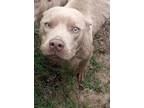 Adopt Hutch a Pit Bull Terrier, American Staffordshire Terrier