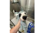 Adopt Odin a Pit Bull Terrier