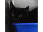 Adopt 0444-C24 a Domestic Short Hair