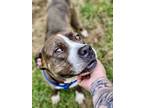 Adopt Mahalo a Pit Bull Terrier, Labrador Retriever