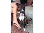 Adopt Orbit a Border Collie, Husky