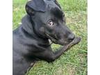 Adopt Cricket a Mixed Breed