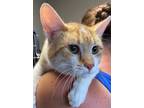 Adopt AC Freddy (Jefferson St / White & Orange) a Domestic Short Hair