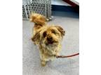 Adopt Charlie Feeny a Terrier, Poodle