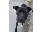 Adopt COOPER a Labrador Retriever, Mixed Breed
