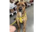 Adopt THUNDER a Plott Hound, Mixed Breed