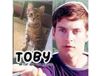 Adopt Toby a Domestic Short Hair
