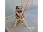 Adopt Buttons a German Shepherd Dog