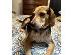 Adopt Cooper a Beagle