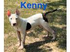 Adopt Kenny a Bull Terrier, Staffordshire Bull Terrier