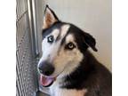 Adopt Chico a Husky