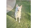Adopt Dudley a Husky, Spitz