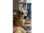 Adopt Pluto a Anatolian Shepherd, Australian Cattle Dog / Blue Heeler
