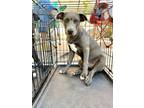 Adopt Bixby a Labrador Retriever