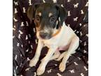 Adopt Adorable Toby a Treeing Walker Coonhound, Labrador Retriever