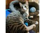 Adopt Sunny a Domestic Short Hair