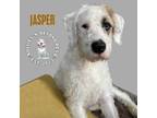 Adopt Jasper a Bernese Mountain Dog, Pit Bull Terrier