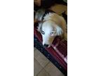 Adopt Beau a Australian Shepherd