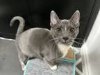 Adopt Goose a Domestic Short Hair