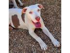 Adopt Pat Diesel a Pit Bull Terrier