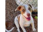 Adopt Vin Diesel a Pit Bull Terrier